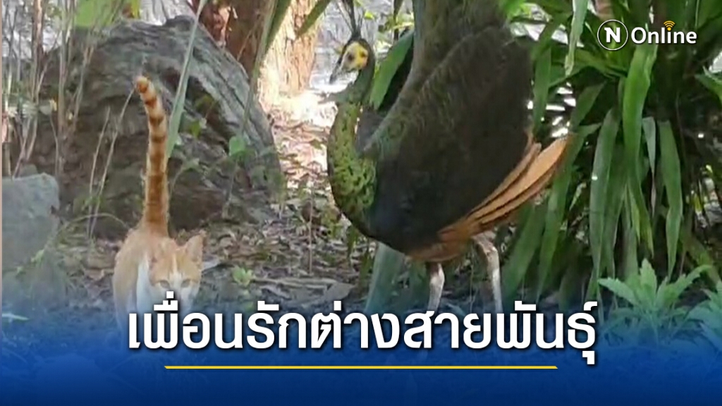 เพื่อนรักต่างสายพันธุ์นกยูง-แมว