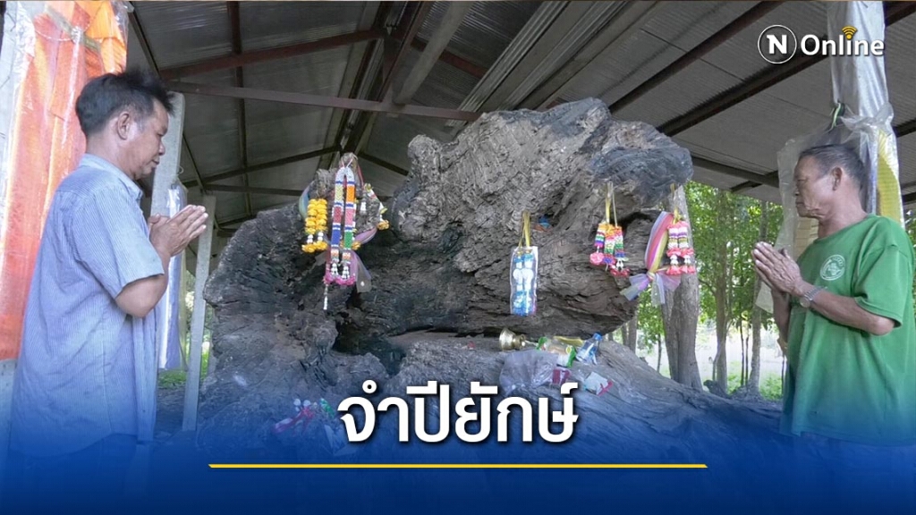ขอโชคลาภ"จำปีหลวงยักษ์"-อายุ600ปี ขอโชคลาภ"จำปีหลวงยักษ์"-อายุ600ปี