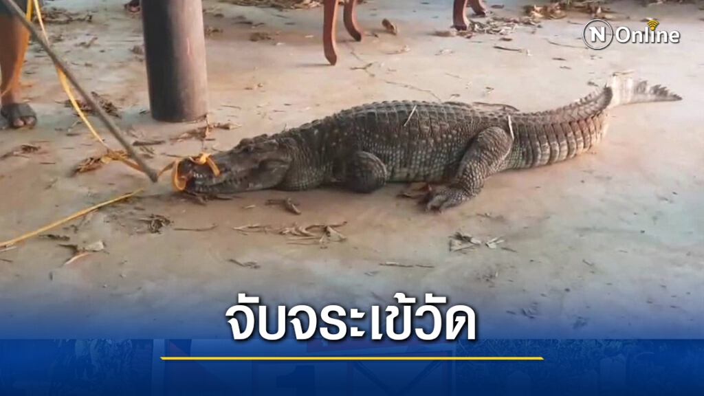 ไล่จับกันวุ่นจระเข้วัดหลุดออกมาเดินเล่นในหมู่บ้าน
