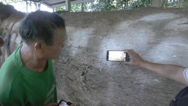ขอโชคลาภ"จำปีหลวงยักษ์"-อายุ600ปี