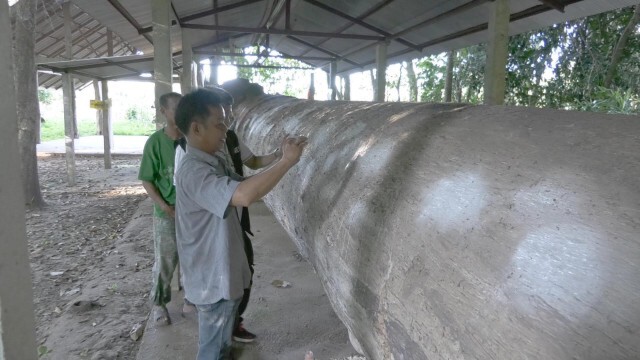 ขอโชคลาภ"จำปีหลวงยักษ์"-อายุ600ปี