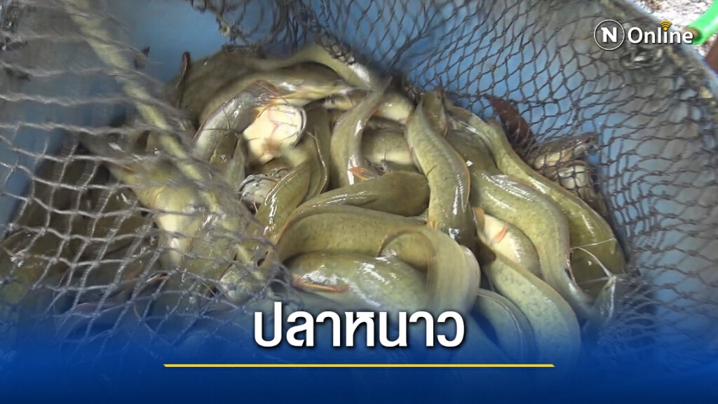 อากาศหนาวกระทบปลาไม่กินอาหาร อากาศหนาวกระทบปลาไม่กินอาหาร