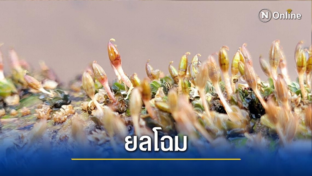 ชมดอก"ศิลาวารี"เริ่มโผล่เหนือลำน้ำเข็ก