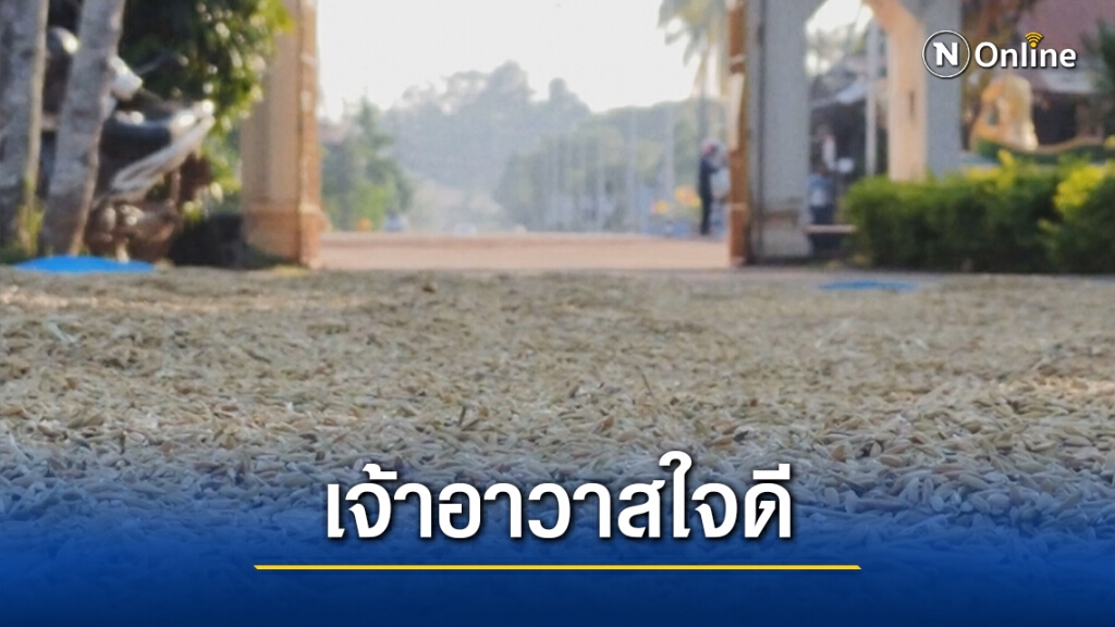 ชาวนาแห่ตากข้าวลานวัดปลอดภัยไร้ขโมย ชาวนาแห่ตากข้าวลานวัดปลอดภัยไร้ขโมย