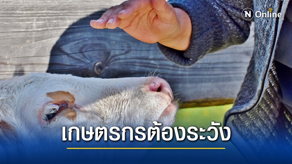 เตือนเกษตรกรระวัง "โรคบรูเซลโลสิส" อาจป่วยเรื้อรังนานนับปี เตือนเกษตรกรระวัง "โรคบรูเซลโลสิส" อาจป่วยเรื้อรังนานนับปี