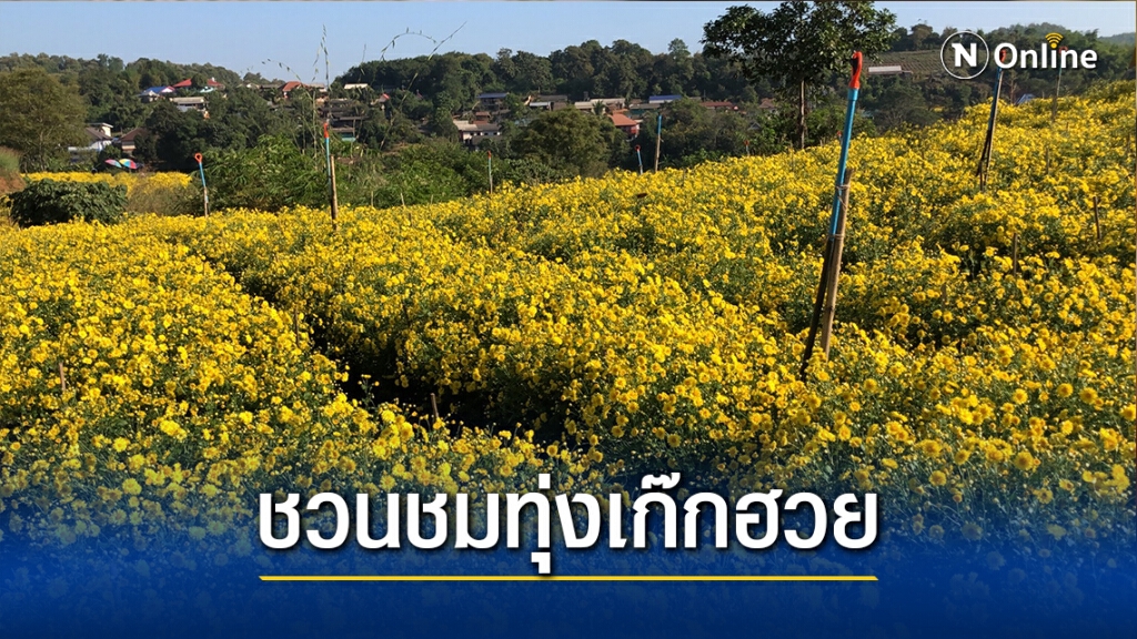 ชมทุ่งดอกเก๊กฮวยถ่ายภาพวิว3แผ่นดิน