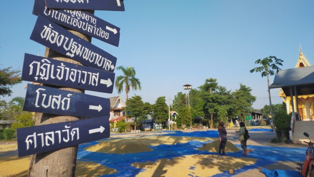 ชาวนาแห่ตากข้าวลานวัดปลอดภัยไร้ขโมย