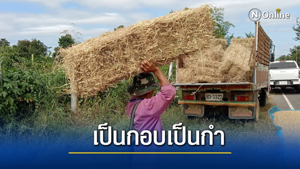 รับจ้างอัดฟางก้อนขายรายได้งามนับแสนบาทต่อเดือน รับจ้างอัดฟางก้อนขายรายได้งามนับแสนบาทต่อเดือน
