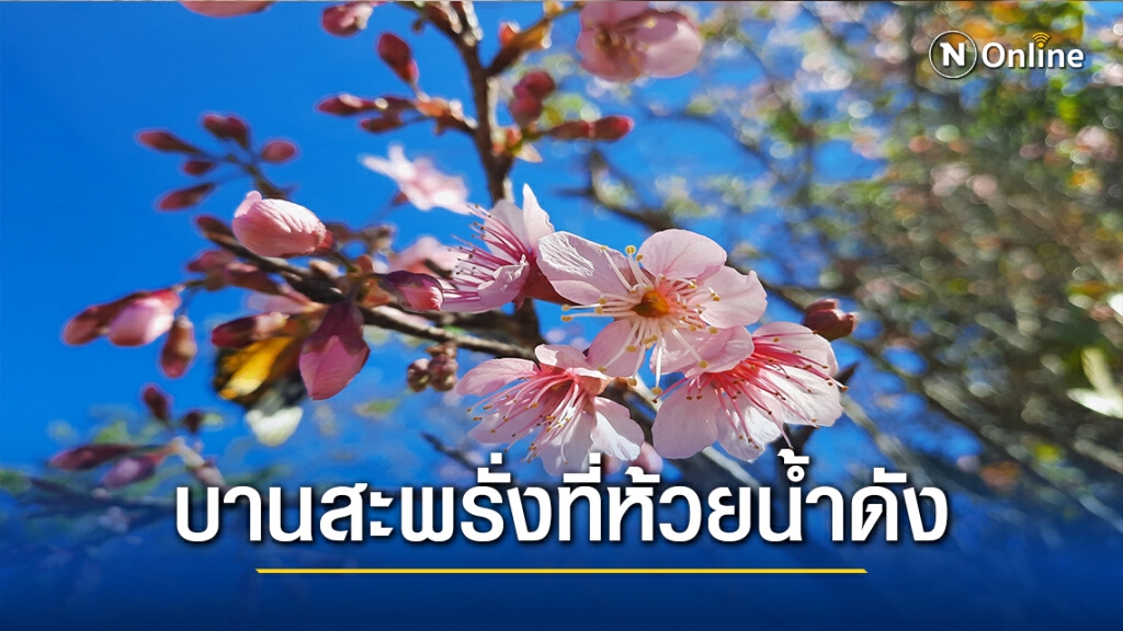 ดอกซากุระเมืองไทยบานสะพรั่งรับลมหนาว