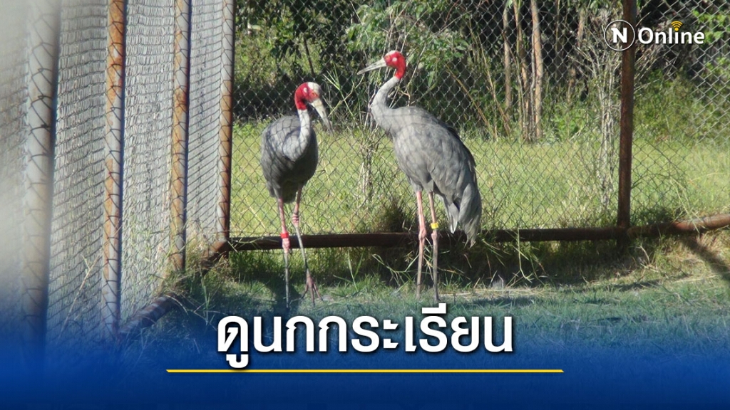 ยกระดับพื้นที่ชุ่มน้ำห้วยจระเข้มากเป็นแหล่งท่องเที่ยว ยกระดับพื้นที่ชุ่มน้ำห้วยจระเข้มากเป็นแหล่งท่องเที่ยว