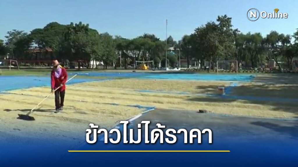 ชาวนาพิมายขอโรงสีอย่ากดราคาข้าวเปลือก ชาวนาพิมายขอโรงสีอย่ากดราคาข้าวเปลือก