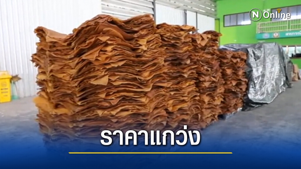 พิษโควิด-19 ทำราคายางพาราแกว่ง พิษโควิด-19 ทำราคายางพาราแกว่ง