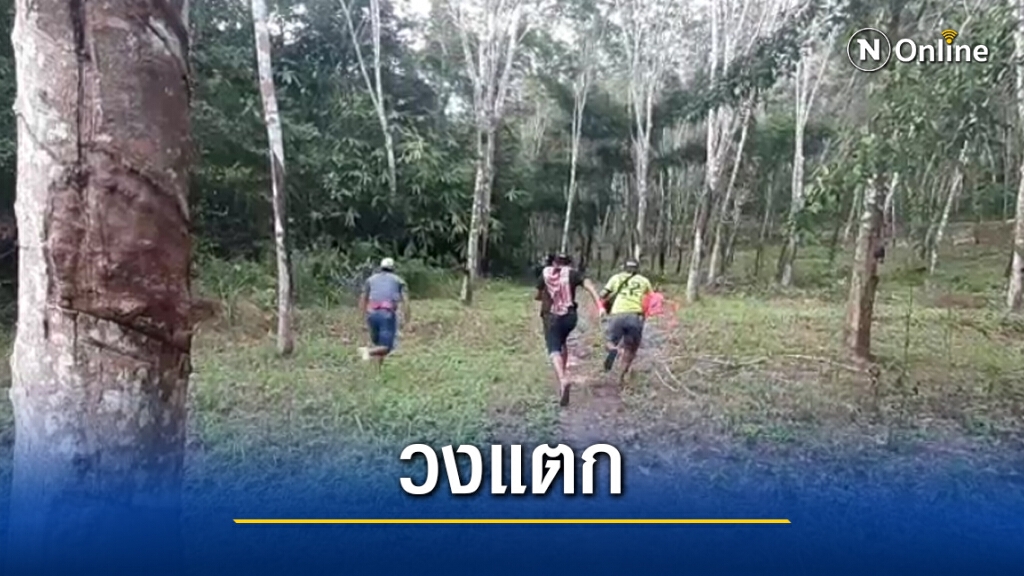 บุกจับนักค้ายาในสวนยางพารา บุกจับนักค้ายาในสวนยางพารา