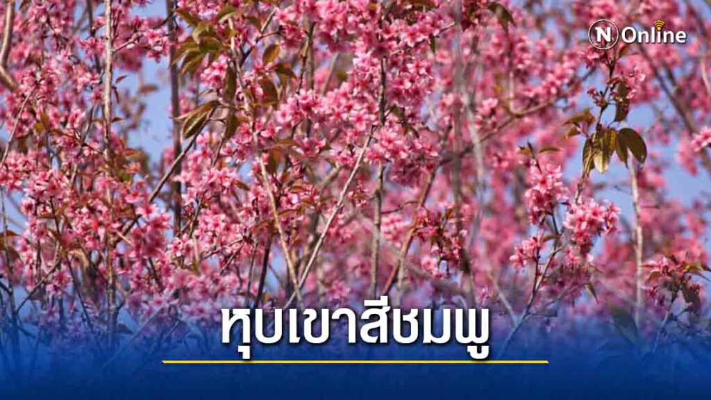 เตรียมเปิดหุบเขาสีชมพูชมดอกพญาเสือโคร่งที่ภูลมโล เตรียมเปิดหุบเขาสีชมพูชมดอกพญาเสือโคร่งที่ภูลมโล