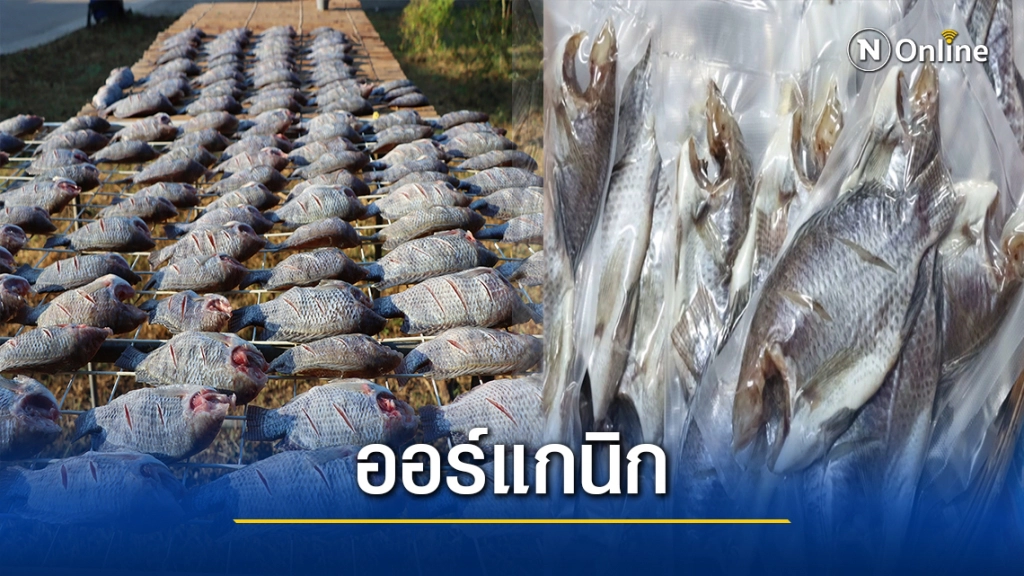ปลานิลแดดเดียว"ออร์แกนิก"-ฝีมือหนุ่มนายช่างชลประทาน