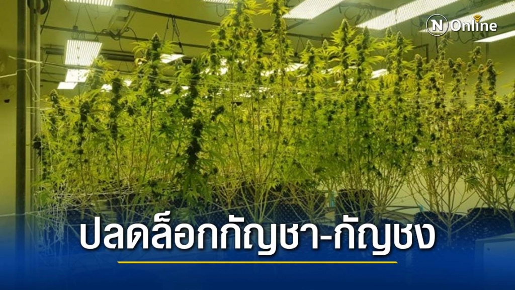 ด่วน! อย.ปลดล็อกกัญชา-กัญชง พ้นบัญชียาเสพติด ด่วน! อย.ปลดล็อกกัญชา-กัญชง พ้นบัญชียาเสพติด
