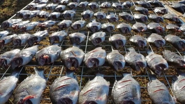 ปลานิลแดดเดียว"ออร์แกนิก"-ฝีมือหนุ่มนายช่างชลประทาน