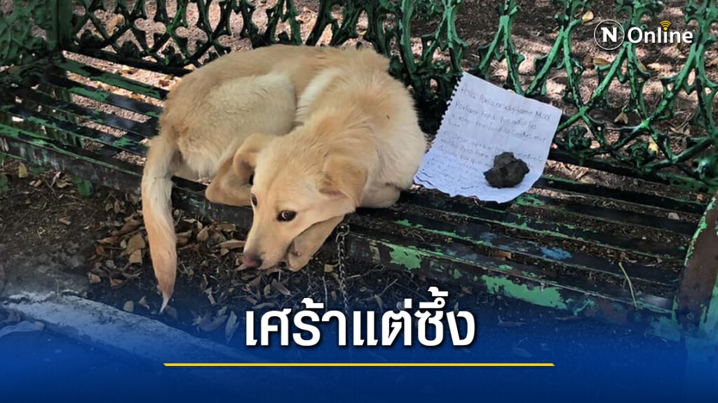 จดหมายเด็กน้อยวิงวอนช่วยดูแลสุนัข จดหมายเด็กน้อยวิงวอนช่วยดูแลสุนัข