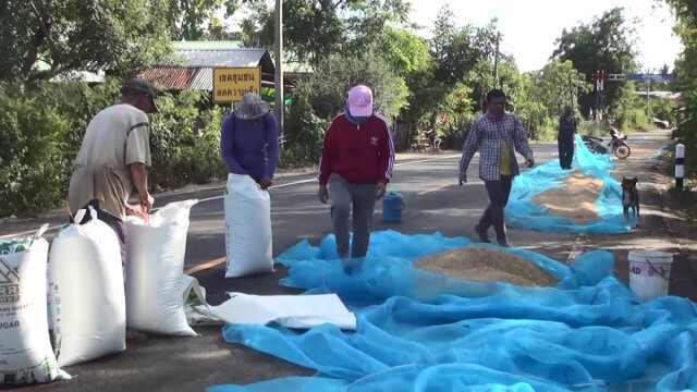 ชาวนาผวานอนเฝ้าข้าวเปลือกหวั่นโดนขโมยซ้ำ