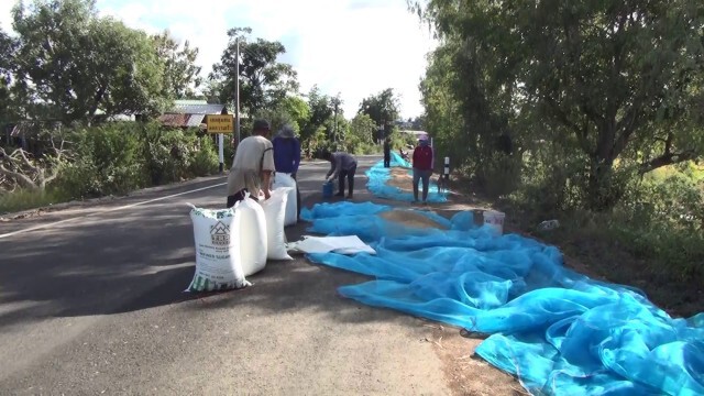 ชาวนาผวานอนเฝ้าข้าวเปลือกหวั่นโดนขโมยซ้ำ