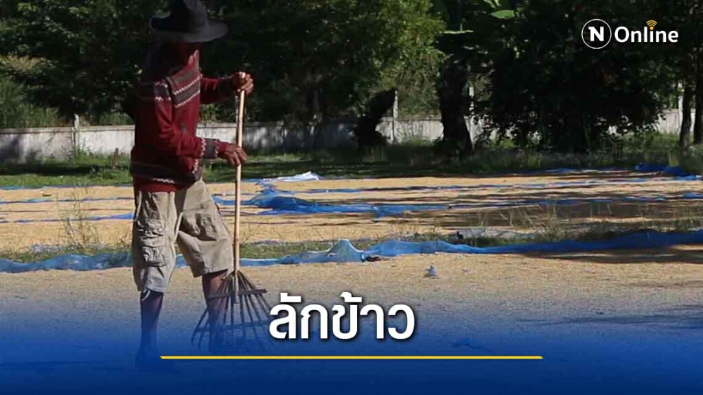 ผวาโจรขโมยข้าวชาวนาจัดเวรนอนเฝ้าข้าวตลอด24ชั่วโมง