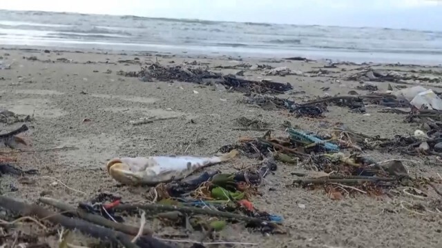 ขยะทะเลข้ามชาติ โผล่เกยหาดหัวไทร