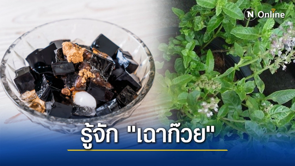 รู้จัก "เฉาก๊วย" สรรพคุณมากกว่าช่วยดับกระหาย