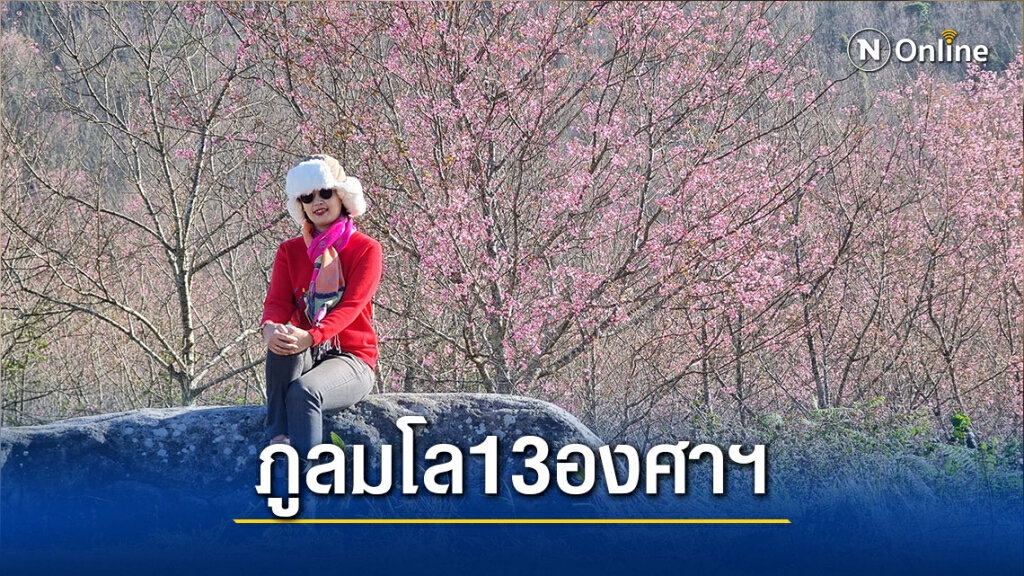 ดอกพญาเสือโคร่งบานที่ภูลมโล