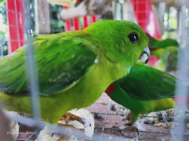 ล่อซื้อ "นกหกเล็กปากดำ" ขายผ่านเฟสบุ๊ค