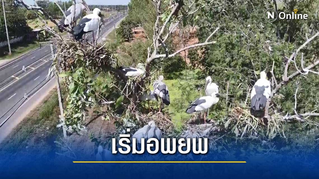 นกต่างถิ่นและนกหนีหนาวเริ่มอพยพทำรังกว่า5พันตัว นกต่างถิ่นและนกหนีหนาวเริ่มอพยพทำรังกว่า5พันตัว