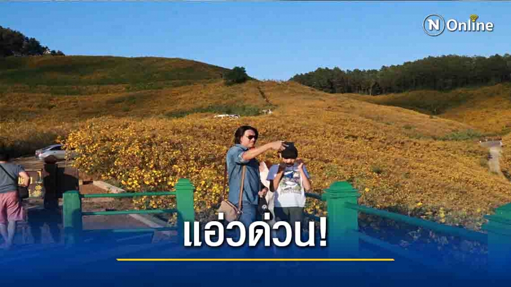 ททท.แม่ฮ่องสอน แจ้งรีบด่วน-ก่อน"บัวตอง"โรย ททท.แม่ฮ่องสอน แจ้งรีบด่วน-ก่อน"บัวตอง"โรย