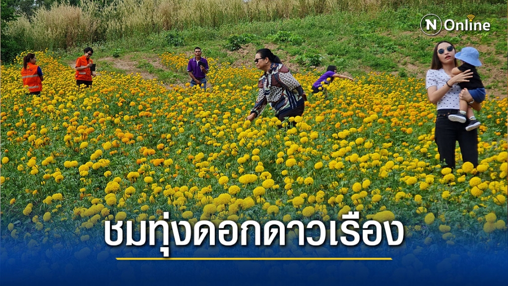 ชมทุ่งดอกดาวเรือง "ไร่เนินคำ"บ้านมุง ชมทุ่งดอกดาวเรือง "ไร่เนินคำ"บ้านมุง