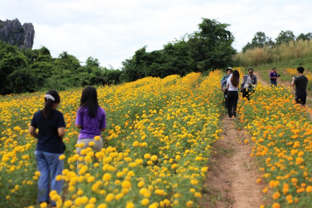 ชมทุ่งดอกดาวเรือง "ไร่เนินคำ"บ้านมุง