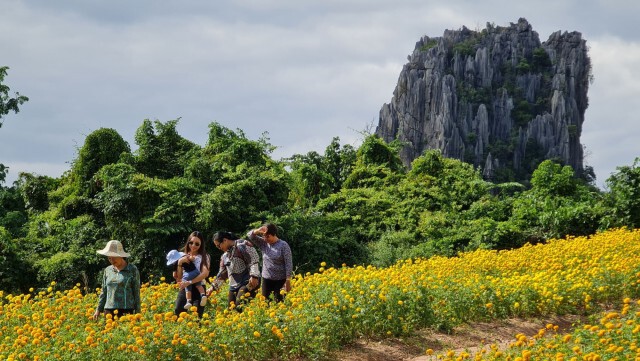 ชมทุ่งดอกดาวเรือง "ไร่เนินคำ"บ้านมุง