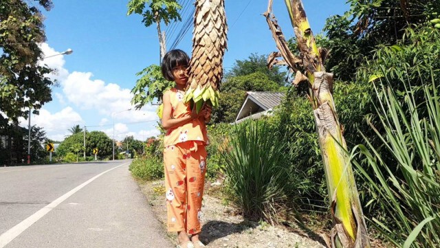 ฮือฮา! ต้นกล้วยแปลกเหมือนงวงช้าง