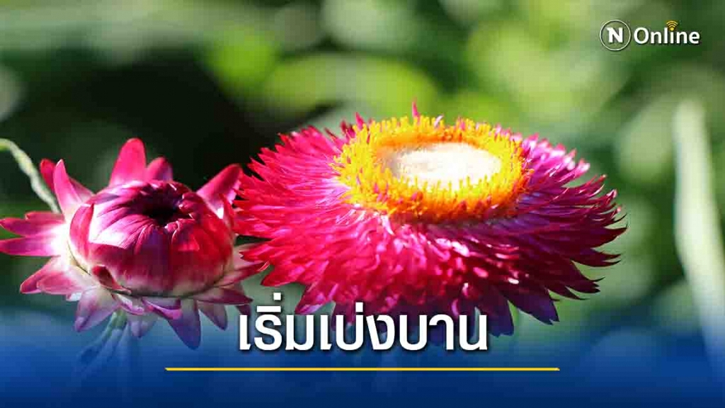 "ดอกกระดาษ"เริ่มอวดโฉมรับนักท่องเที่ยวที่ภูหินร่องกล้า "ดอกกระดาษ"เริ่มอวดโฉมรับนักท่องเที่ยวที่ภูหินร่องกล้า