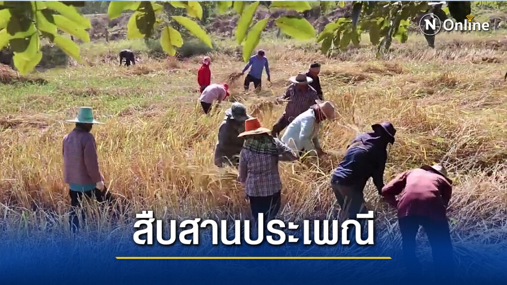 ลงแขกเกี่ยวข้าว สร้างความสามัคคีในชุมชน ลงแขกเกี่ยวข้าว สร้างความสามัคคีในชุมชน