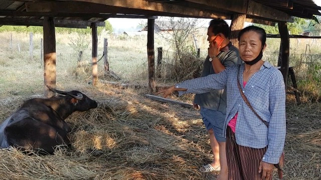 "ควาย"คลอดลูกประหลาด