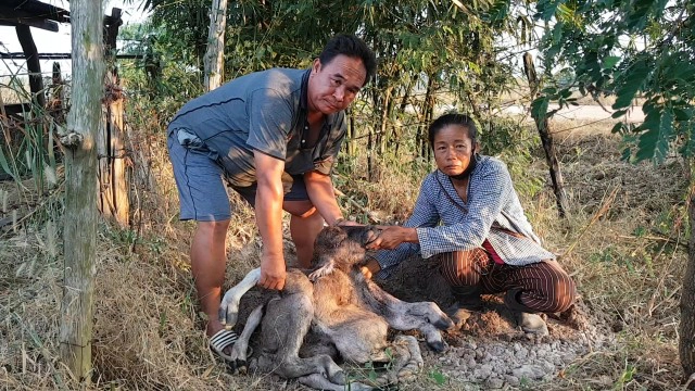 "ควาย"คลอดลูกประหลาด
