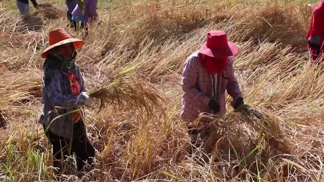ลงแขกเกี่ยวข้าว สร้างความสามัคคีในชุมชน