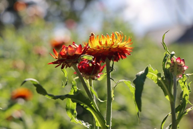 "ดอกกระดาษ"เริ่มอวดโฉมรับนักท่องเที่ยวที่ภูหินร่องกล้า