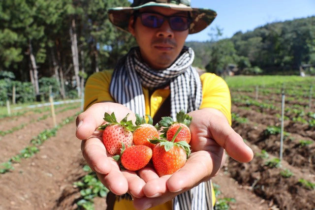 "ดอกกระดาษ"เริ่มอวดโฉมรับนักท่องเที่ยวที่ภูหินร่องกล้า