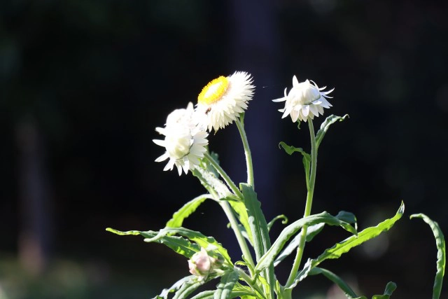 "ดอกกระดาษ"เริ่มอวดโฉมรับนักท่องเที่ยวที่ภูหินร่องกล้า