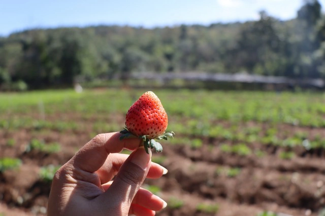 "ดอกกระดาษ"เริ่มอวดโฉมรับนักท่องเที่ยวที่ภูหินร่องกล้า
