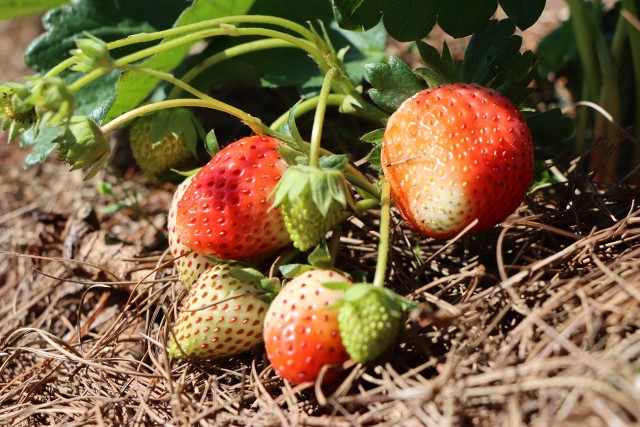 "ดอกกระดาษ"เริ่มอวดโฉมรับนักท่องเที่ยวที่ภูหินร่องกล้า