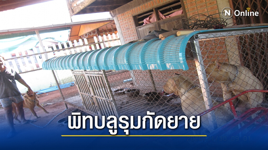 ยายแจ้งตำรวจถูกสุนัขพิทบูล3ตัวรุมกัด เจ้าของไม่สนใจ ยายแจ้งตำรวจถูกสุนัขพิทบูล3ตัวรุมกัด เจ้าของไม่สนใจ