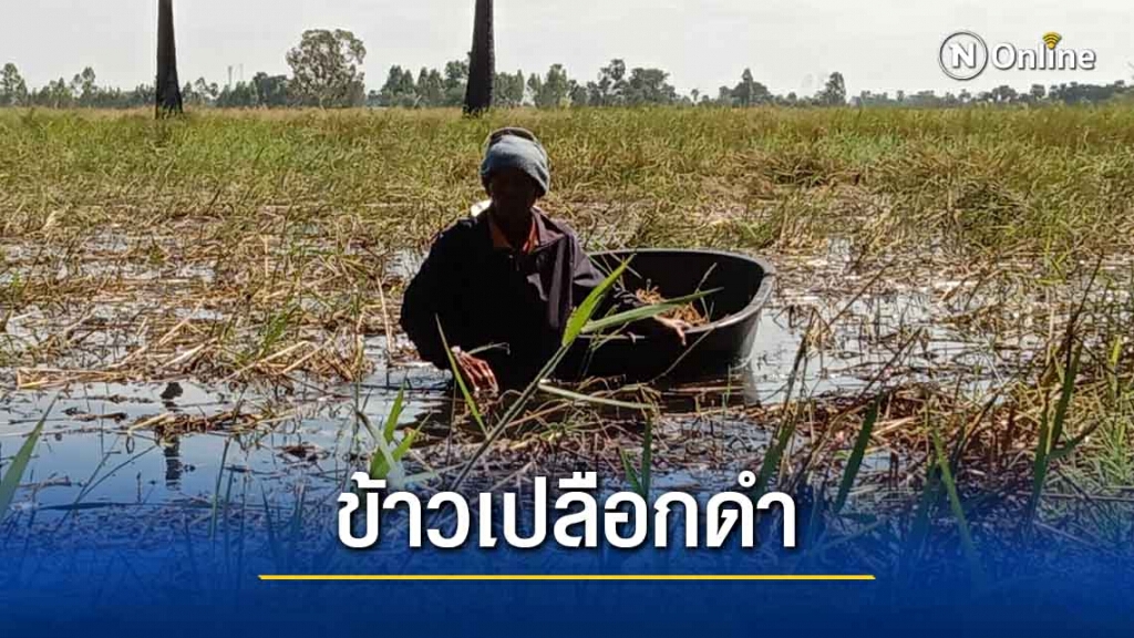 ทุกข์หนักโรงสีไม่รับซื้อข้าวเปลือกดำเมืองย่าโม ทุกข์หนักโรงสีไม่รับซื้อข้าวเปลือกดำเมืองย่าโม