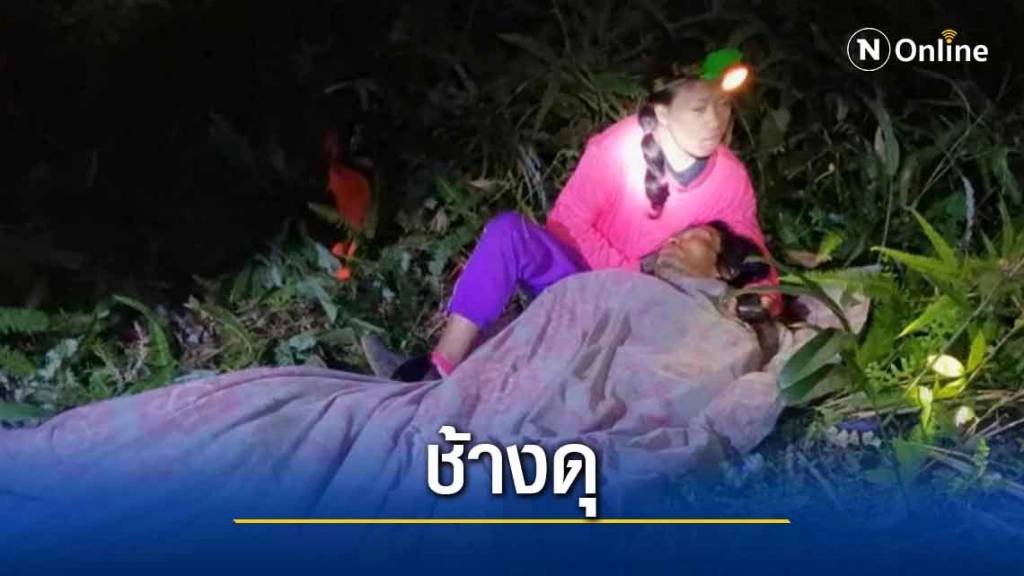 ช้างป่าภูวัวยังดุทำร้ายชาวสวนยางสาหัส