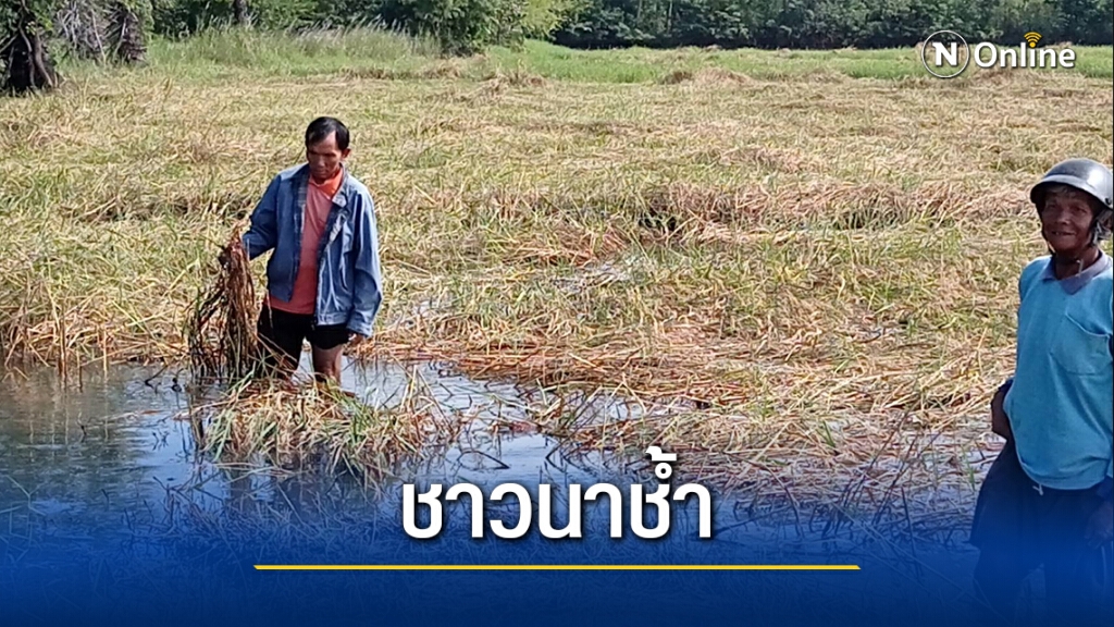 ชาวนาโคราชช้ำอีก น้ำเอ่อท่วมข้าวที่กำลังเก็บเกี่ยว ชาวนาโคราชช้ำอีก น้ำเอ่อท่วมข้าวที่กำลังเก็บเกี่ยว