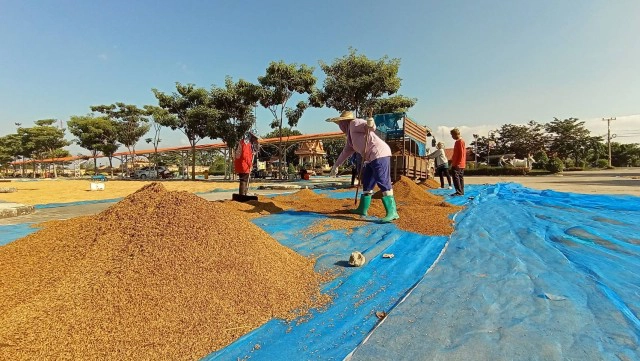 อบต.สัมฤทธิ์เปิดลานทุ่งสัมฤทธิ์ให้ชาวนาตากข้าว